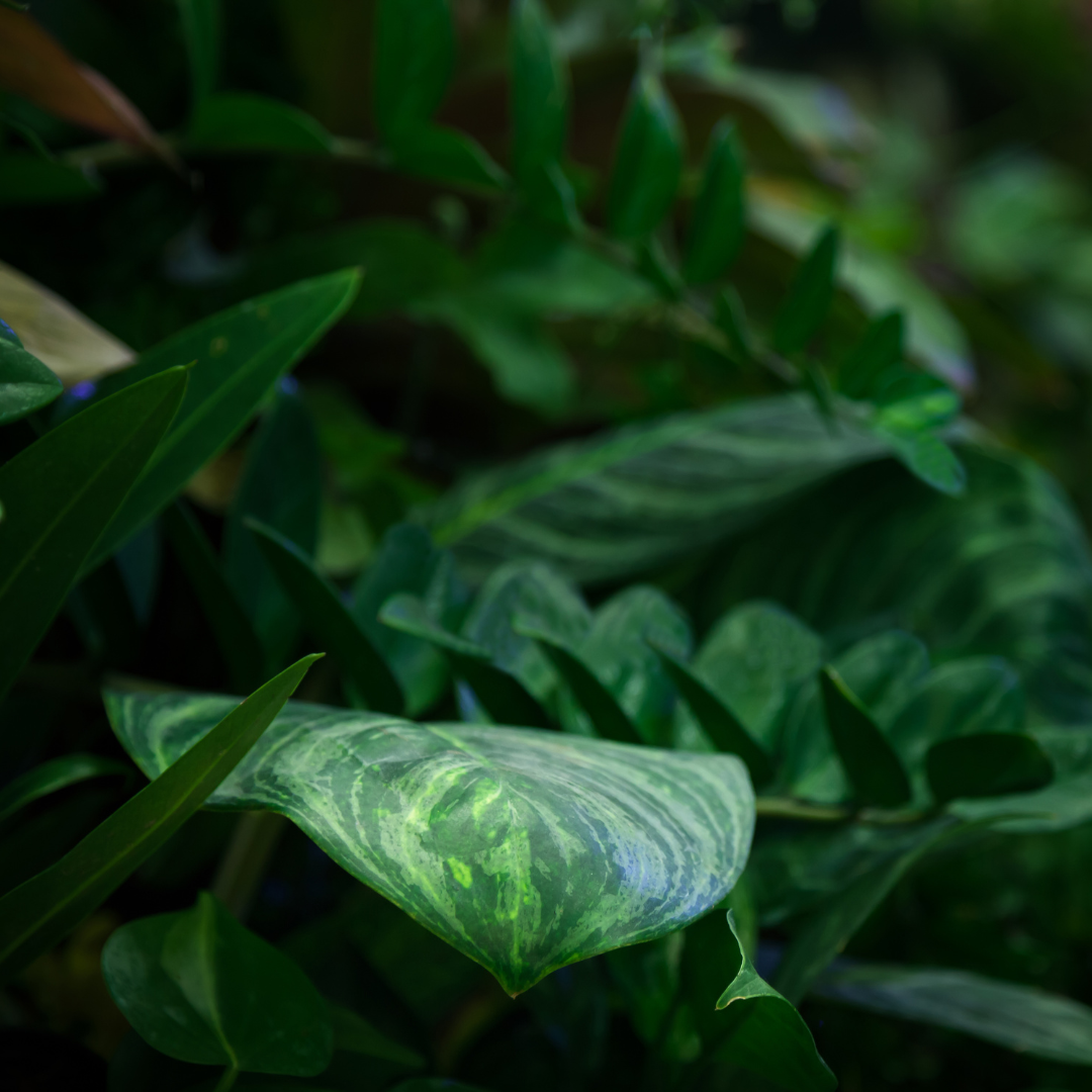 The Verdant Muse