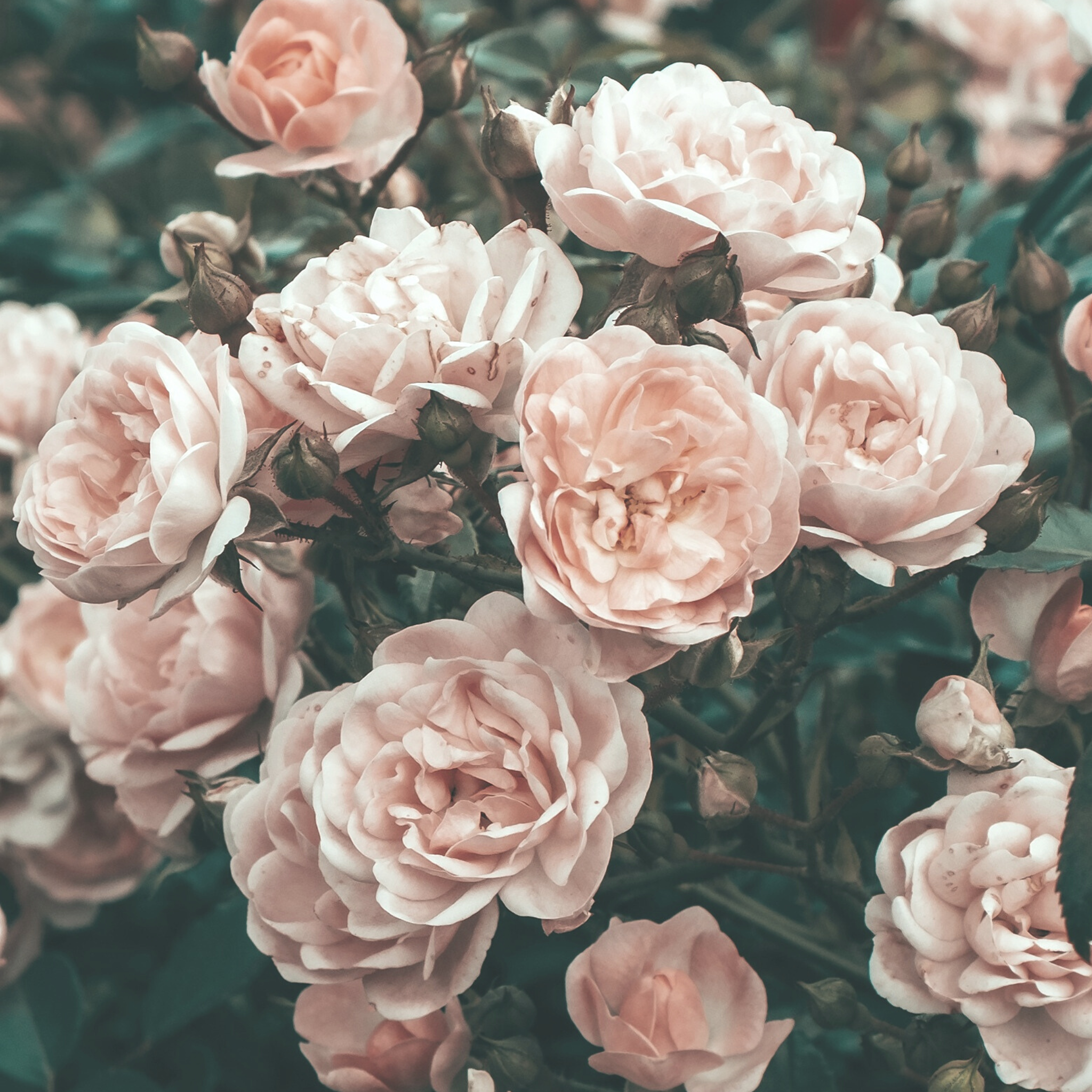 Vintage Rose Garden